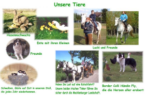 Bild 15: Mecklenburg Land Nähe Schwerin Ferienwohnung in ruhiger Lage mit Parkplatz