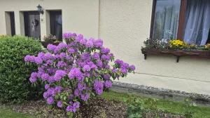 Frühling Frühling
