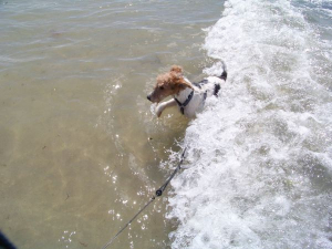 Bild 27: Les Salines, mit Hund am Strand, in den Dünen Lindbergh-Plage