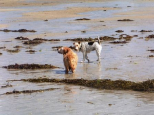 Bild 25: Les Salines, mit Hund am Strand, in den Dünen Lindbergh-Plage