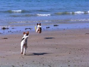 Bild 17: Les Salines, mit Hund am Strand, in den Dünen Lindbergh-Plage