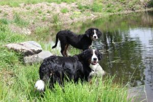Bild 18: Les Salines, mit Hund am Strand, in den Dünen Lindbergh-Plage