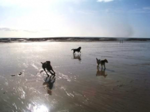 Bild 39: Ferienhaus mit Hunden am Strand Lindbergh-Plage, nähe Portbail; La Pacotte