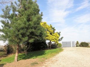 Bild 29: Ferienhaus mit Hunden am Strand Lindbergh-Plage, nähe Portbail; La Pacotte