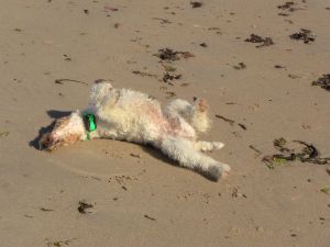 Bild 38: Ferienhaus mit Hunden am Strand Lindbergh-Plage, nähe Portbail; La Pacotte