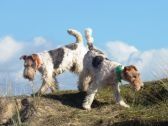 Bild 35: Ferienhaus mit Hunden am Strand Lindbergh-Plage, nähe Portbail; La Pacotte