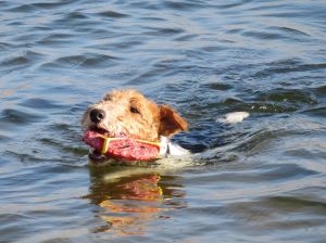 Bild 36: Ferienhaus mit Hunden am Strand Lindbergh-Plage, nähe Portbail; La Pacotte