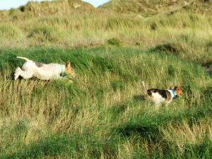 Bild 34: Ferienhaus mit Hunden am Strand Lindbergh-Plage, nähe Portbail; La Pacotte