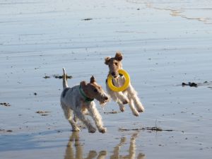 Bild 33: Ferienhaus mit Hunden am Strand Lindbergh-Plage, nähe Portbail; La Pacotte