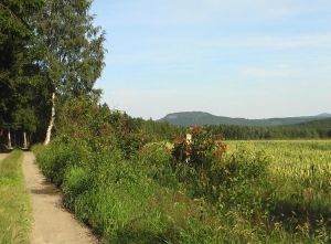 Wanderweg rund um den Liebenstein in Crttendorf, dahinter der Bärenstein