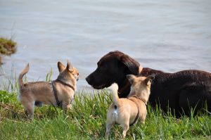 Das sind unsere Piraten Frodo, Fips + Zorro + Gästhund.