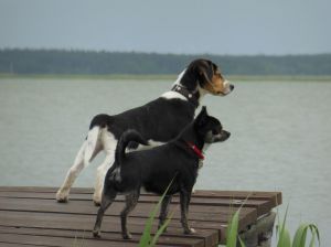 Pirat Zorro und Gästehund passen auf...