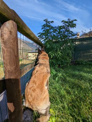 Bild 4: hundefreundliche Haus Giulia mit eingezäunten Garten am LedroseeOberitalien