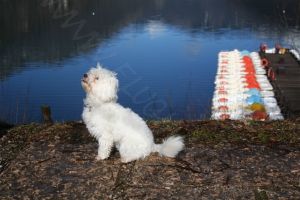 Bild 22: hundefreundliche Haus Giulia mit eingezäunten Garten am LedroseeOberitalien