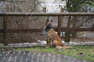 Bild 18: hundefreundliche Haus Giulia mit eingezäunten Garten am LedroseeOberitalien