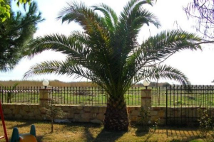 Bild 2: Studios und Apartments im " Haus der Familie" in Psakoudia