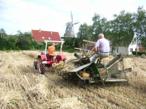 Das Getreide für die Mühle wird historisch korrekt geerntet