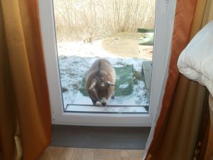 Eine Ziege des Nachbarn kommt schon mal zu Besuch