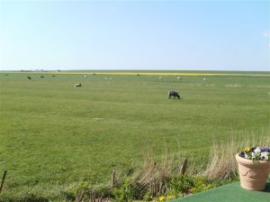 Der Blick über Land bis zum 1 km entfernten Deich. Ruhe pur