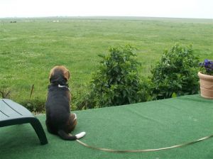 Unser Beagle Baxter