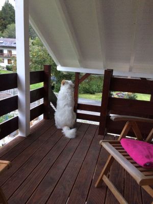 Balkon Bild 13: Ferienwohnung Haus Maria Hochschwarzwald