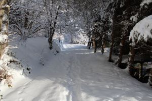Waldweg im Winter Direkt neben der Ferienwohnung