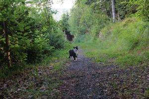 Wandern an der Ferienwohnung Unser Kater Sylvester