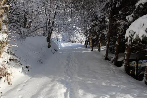 Waldweg im Winter 