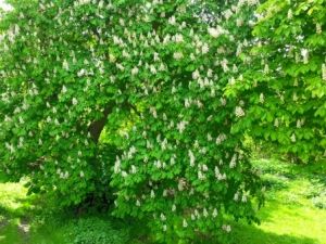 Die Namensgeberin in voller Blüte