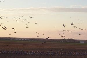 Bild 22: Ferienwohnung Familie Hempel an der Vorpommerschen Boddenküste