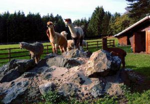 Ein Ausflug zu den Alpakas;
ein besonderes Erlebnis