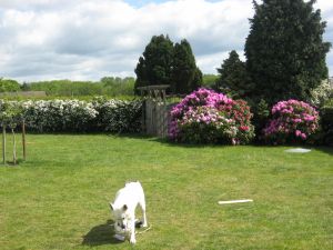 Über 1000 qm Grundstück. Für Hunde eingezäunt plus Hecke rundherum. Wir haben selber 2 große Hunde, wovon der eine ein "erfindungsreicher Ausbrecher" ist. Der testet unsere Grundstücke auf Ausbruchsicherheit! ;-)