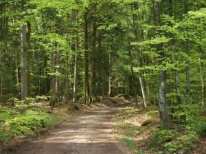 Wanderweg im Wald Direkt vom Haus aus, können Sie mit dem wandern beginnen. Tolle Wege mit guter Beschilderung in der ganzen Gemeinde.