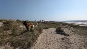 Bild 13: Ferienhaus "Strandmöwe" nur 50 m vom Strand entfernt in Denneville.