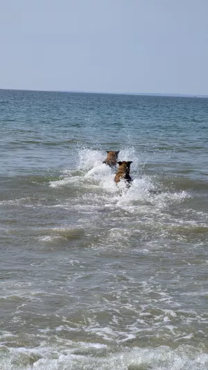 Bild 15: Ferienhaus "Strandmöwe" nur 50 m vom Strand entfernt in Denneville.
