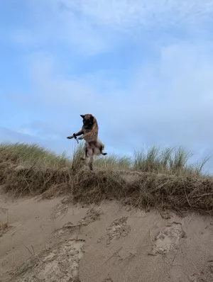 Bild 5: Ferienhaus "Strandmöwe" nur 50 m vom Strand entfernt in Denneville.