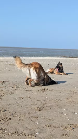 Bild 12: Ferienhaus "Strandmöwe" nur 50 m vom Strand entfernt in Denneville.