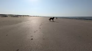 Bild 11: Ferienhaus "Strandmöwe" nur 50 m vom Strand entfernt in Denneville.