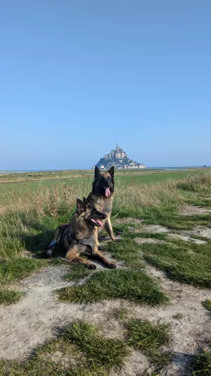 Bild 10: Ferienhaus "Strandmöwe" nur 50 m vom Strand entfernt in Denneville.