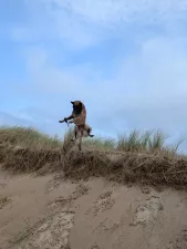 Hunde herzlich willkommen