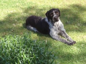 Hunde sind bei uns herzlich willkommen