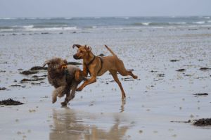 Bild 18: Les Sablons: Ferienhaus mit Hund am Strand Lindbergh-Plage : Sea-n-Dogs