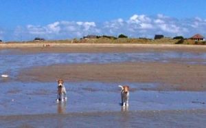 Bild 21: Les Sablons: Ferienhaus mit Hund am Strand Lindbergh-Plage : Sea-n-Dogs