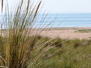 Bild 22: Les Sablons: Ferienhaus mit Hund am Strand Lindbergh-Plage : Sea-n-Dogs