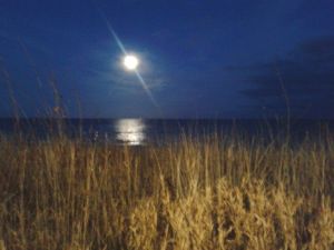 Bild 12: Ferienhaus an der Ostsee in Damp von privat