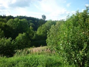 Blick ins Grüne