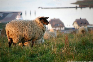 Bild 28: Haus Morgenrot Reet gedeckt (Mönchgut auf Rügen) direkt am Meer