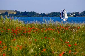 Bild 26: Haus Morgenrot Reet gedeckt (Mönchgut auf Rügen) direkt am Meer
