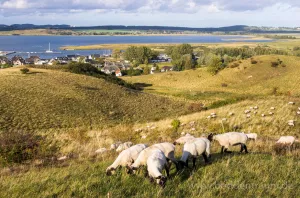 Bild 24: Haus Morgenrot Reet gedeckt (Mönchgut auf Rügen) direkt am Meer