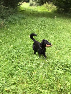 Bild 10: Omas Häuschen - Urlaub mit Hund - Eifel